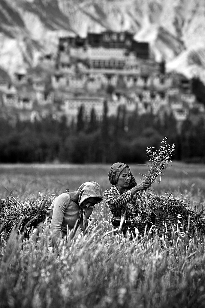Asian Women at Work #08, Ladakh, Jammu & Kashmir, India, Archival Pigment Print, 60x40cm, 2007