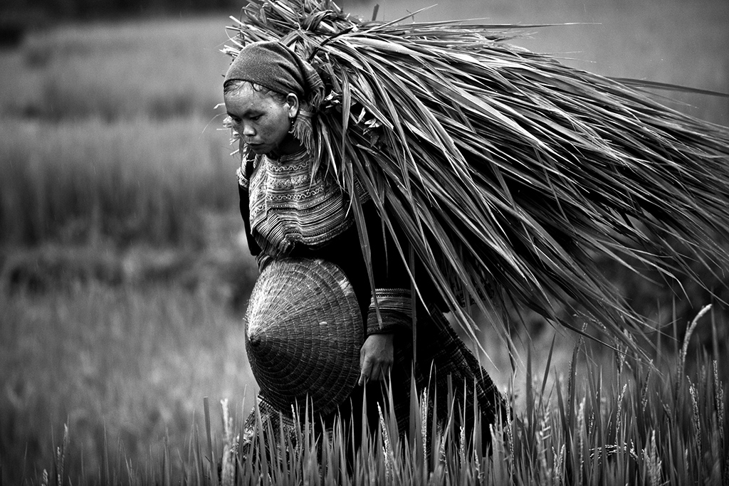 Asian Women at Work #12, Bac Ha, Lao Cai, Vietnam, Archival Pigment Print, 40x60cm, 2009