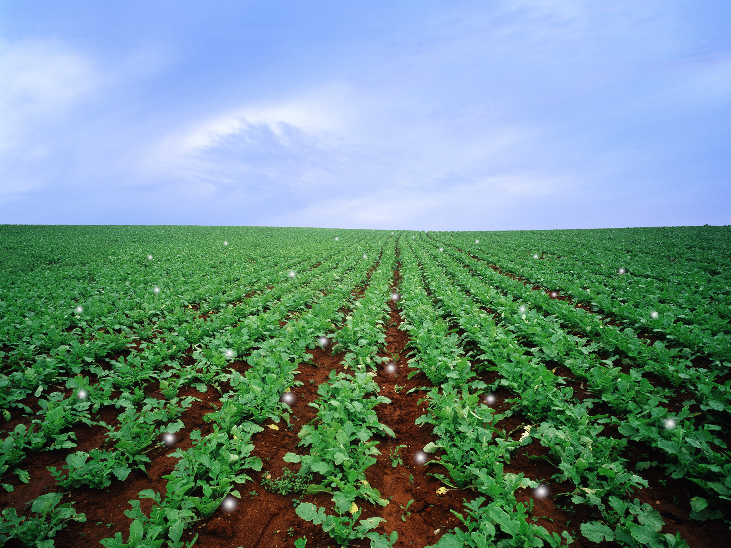 mythic scape20-들Radish field#1