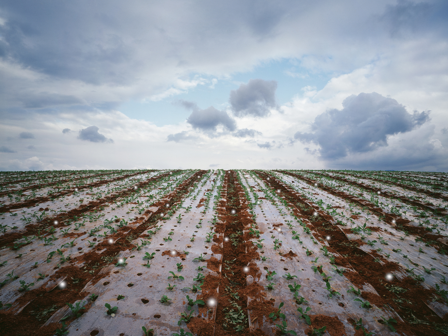 mythic scape21-들Radish field