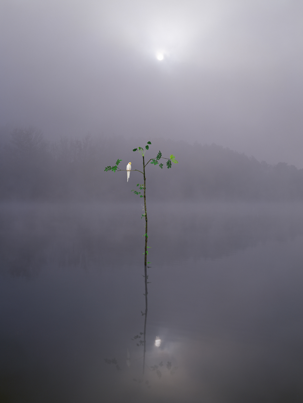 p#5-1, C-type light jet print, 100x75cm, 160x120cm, 2008