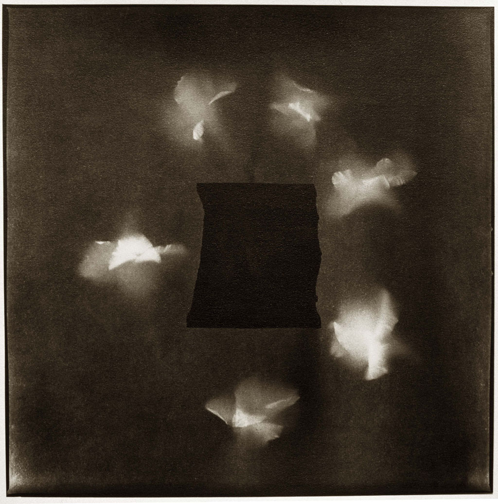 글라디올러스, 검은종이, 1994