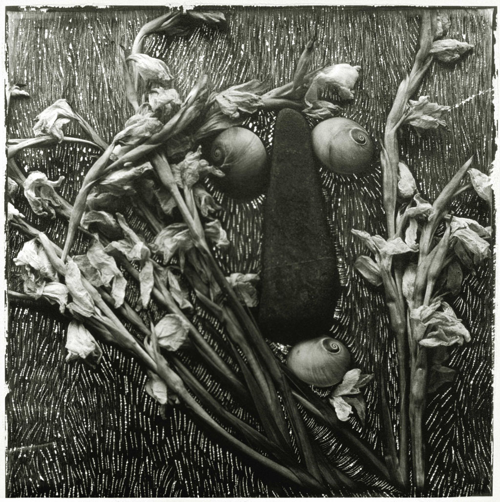 글라디올러스, 조개, 돌, 1994