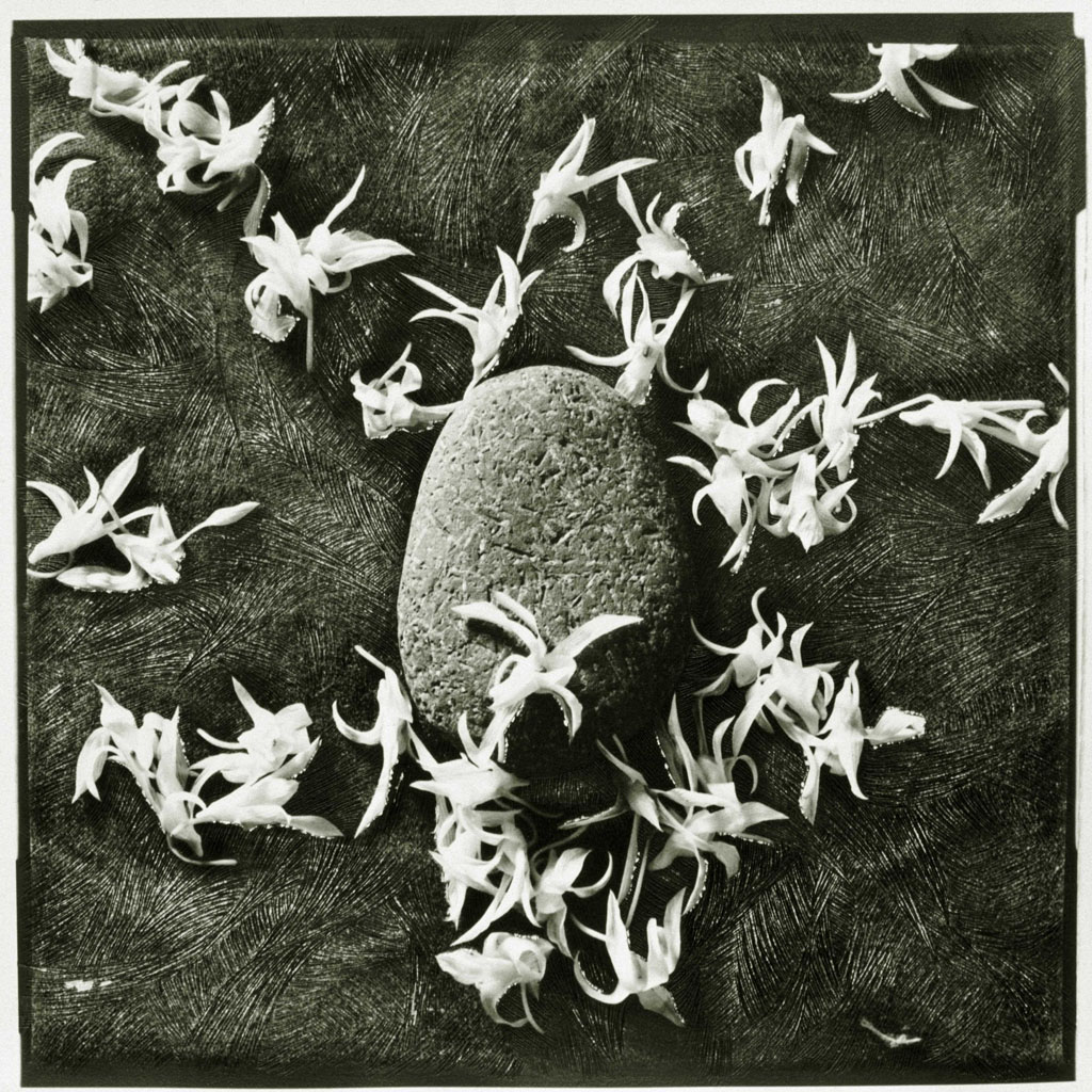 난초, 돌, 1994