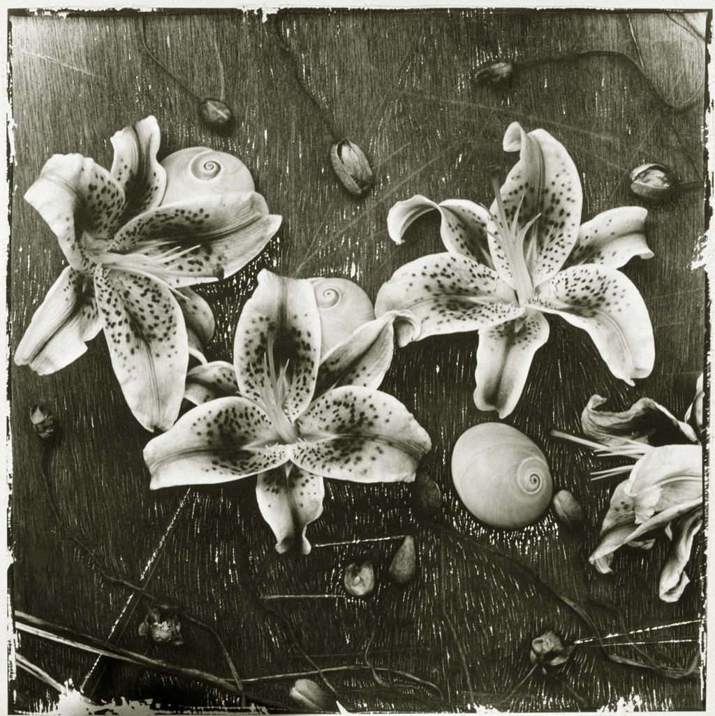 양귀비, 나리, 조개,  1995