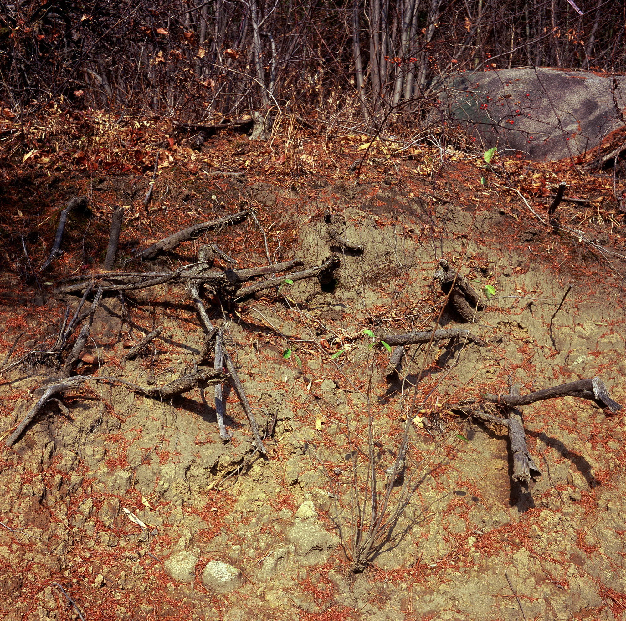 움직이는 산, 智異, 2008 01 (1)