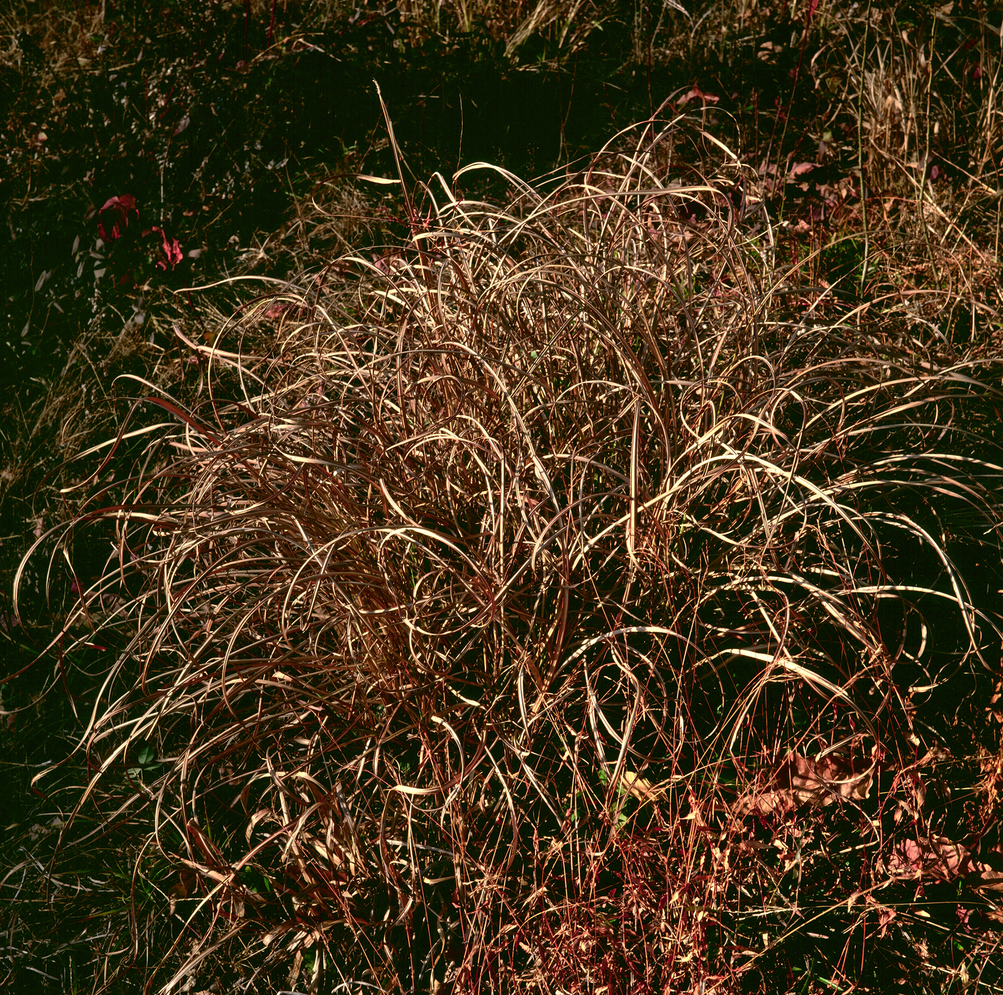 움직이는 산, 智異, 2008 01 (10)