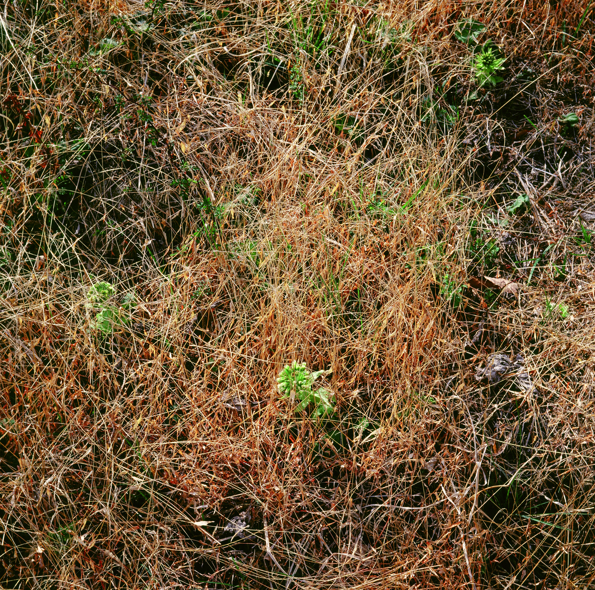 움직이는 산, 智異, 2008 01 (6)