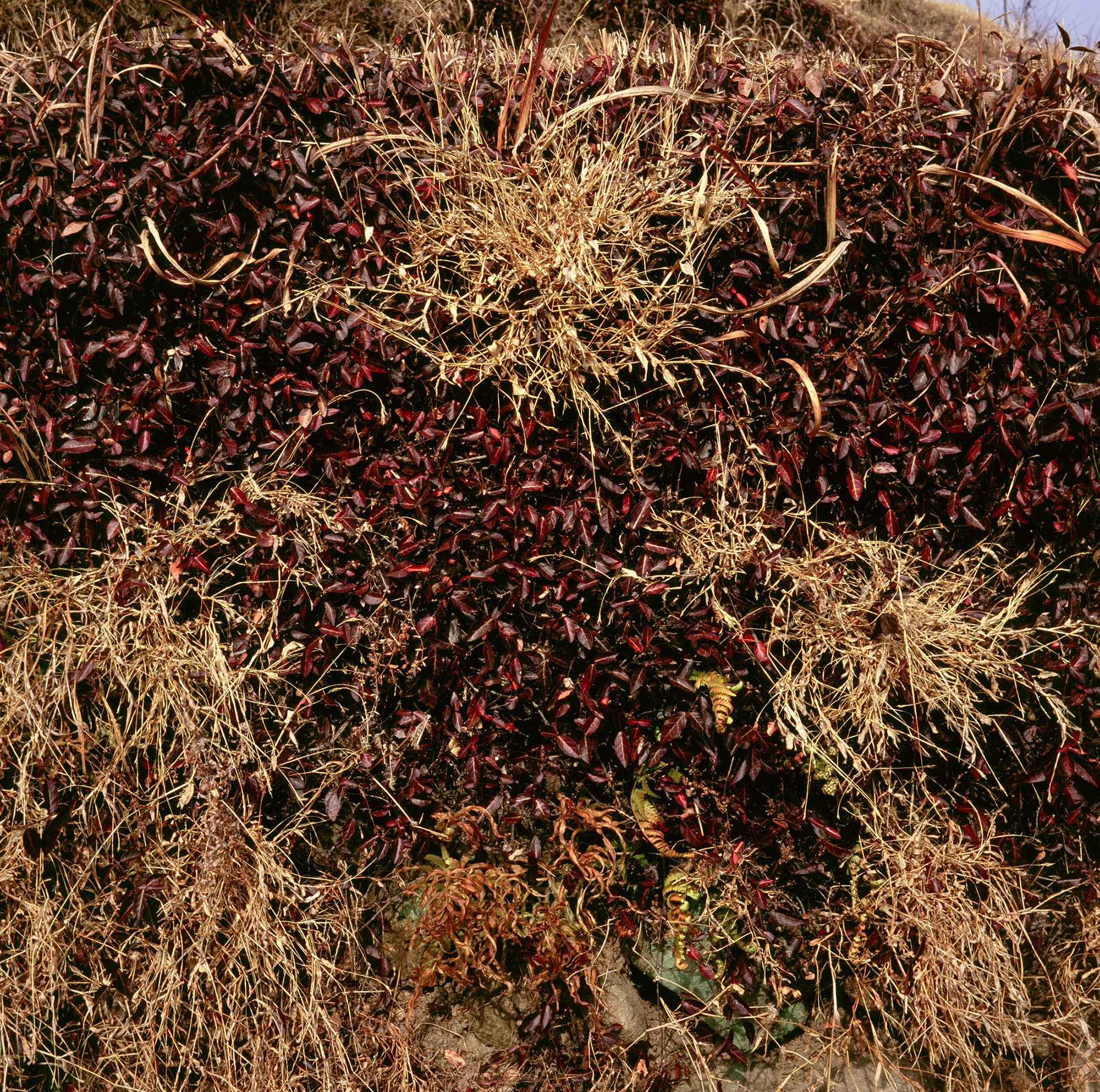 움직이는 산, 智異, 2008 01 (7)