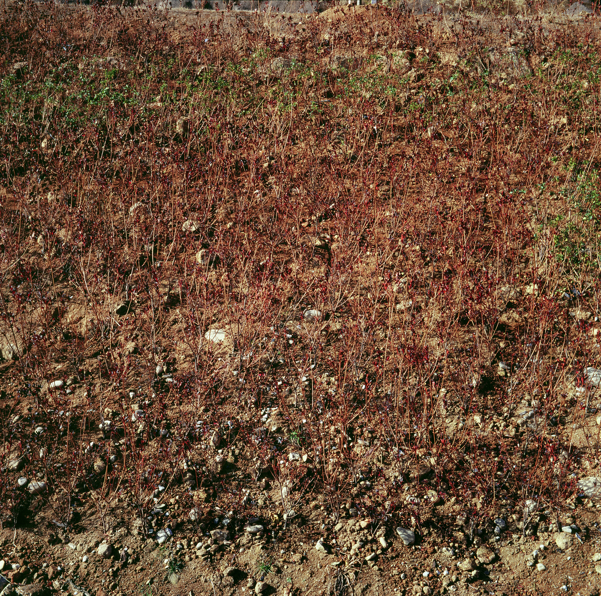 움직이는 산, 智異, 2008 01 (8)