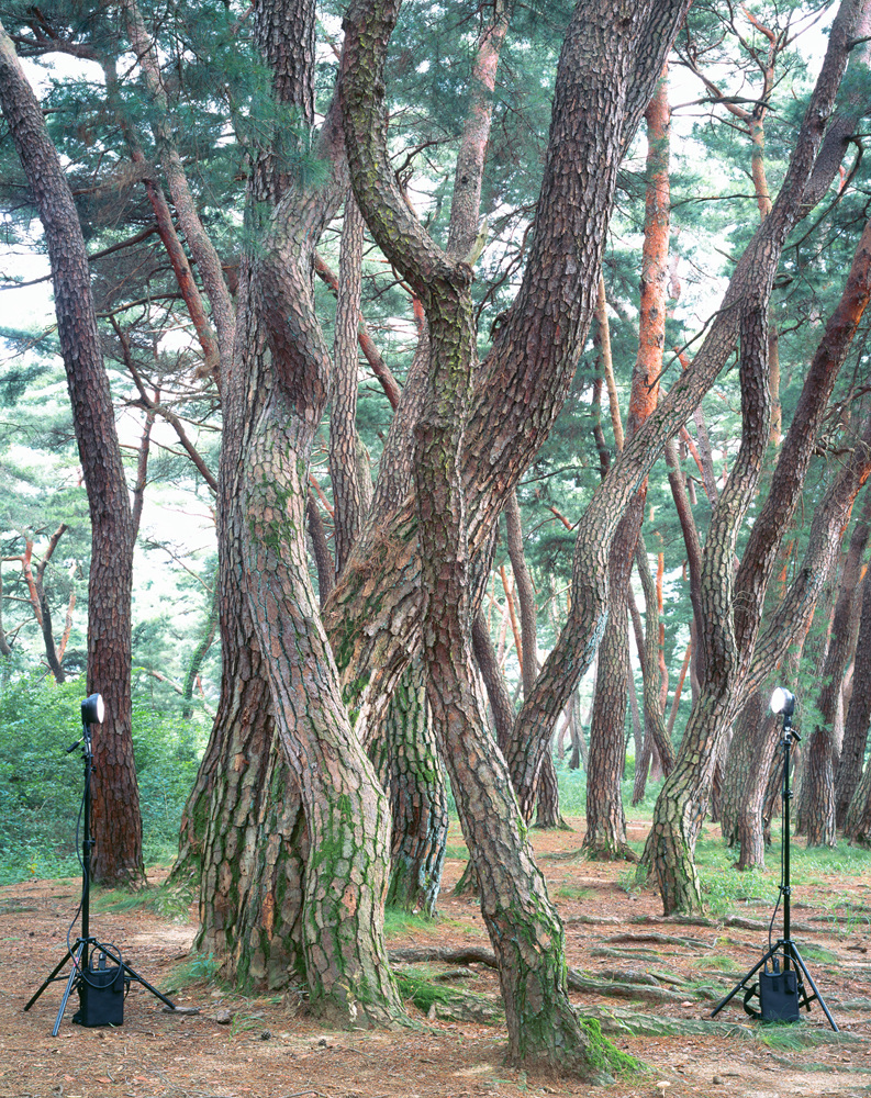 14 소나무 수십 그루(Several Dozen Pine Trees), lightjet print, 174x142cm, 2010