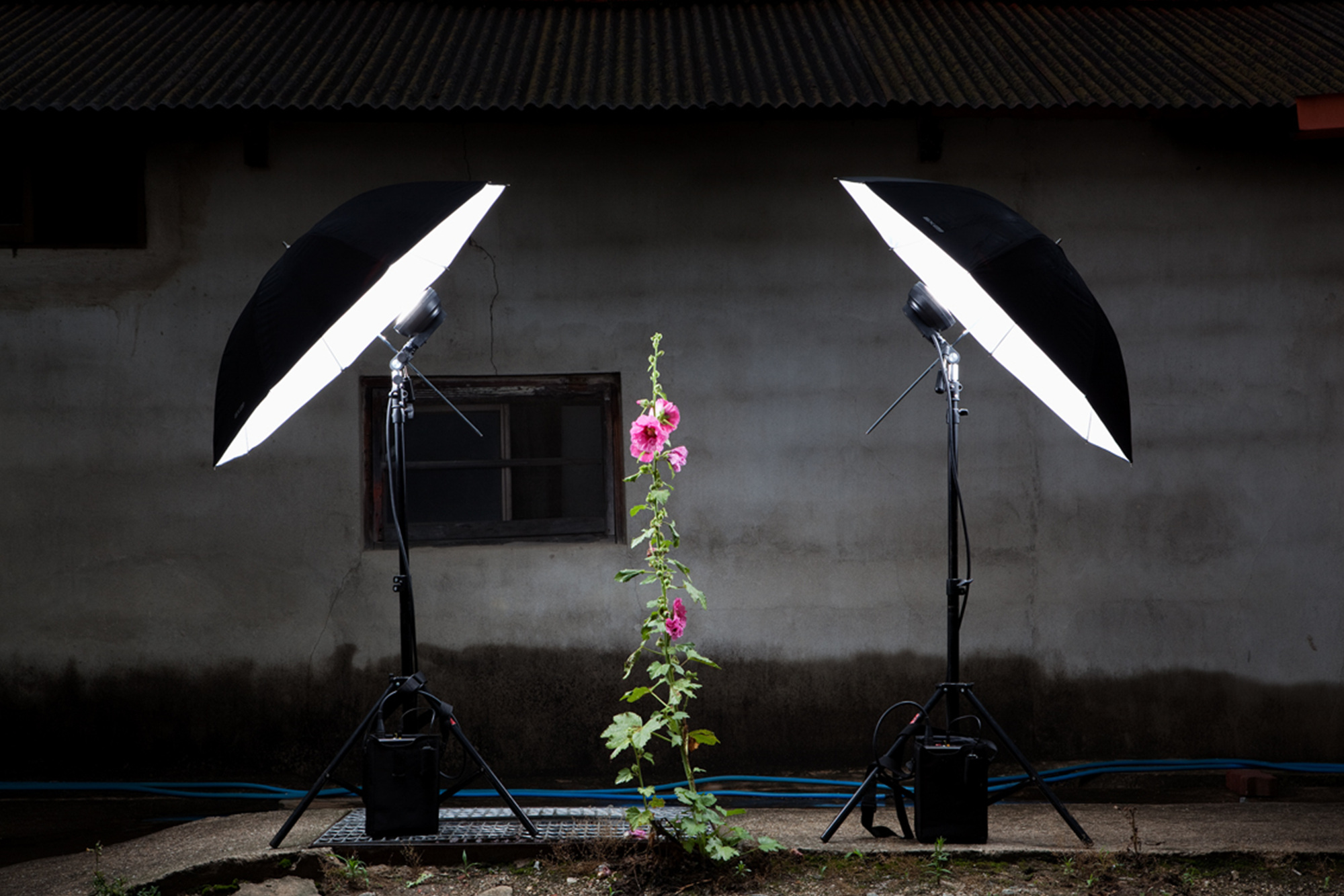 27 접시꽃 한 대