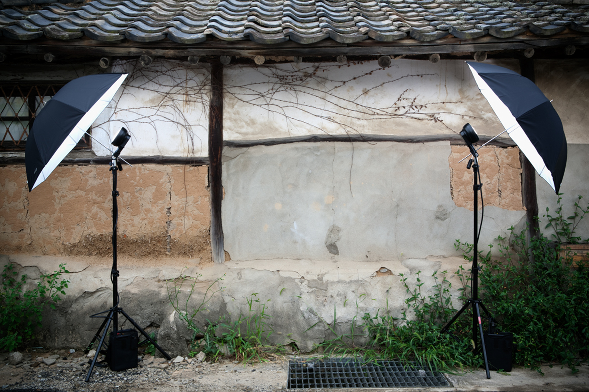 29 처마밑 담쟁이