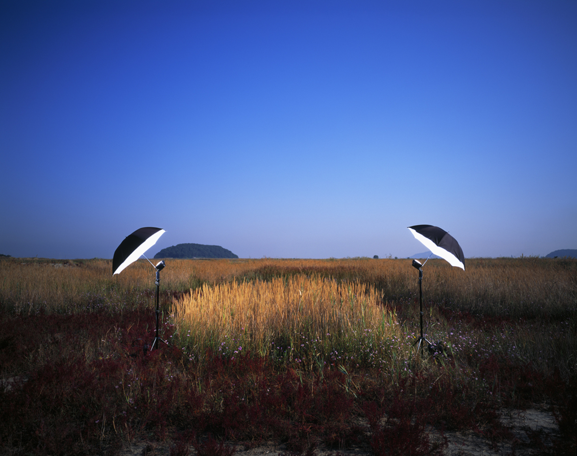 30 풀 한 무더기