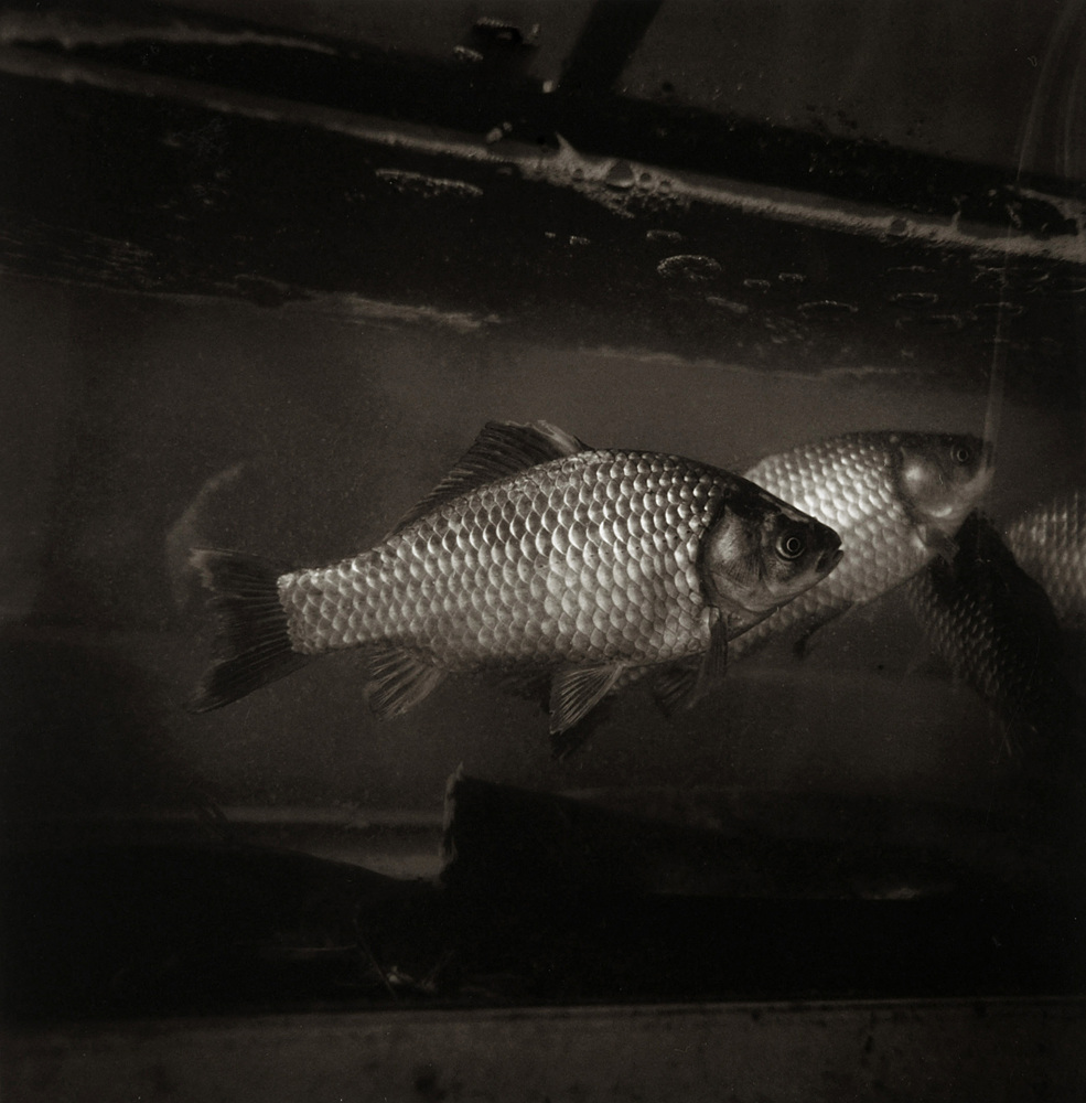 LST27 gelatin silver print 45x45cm wooden framed