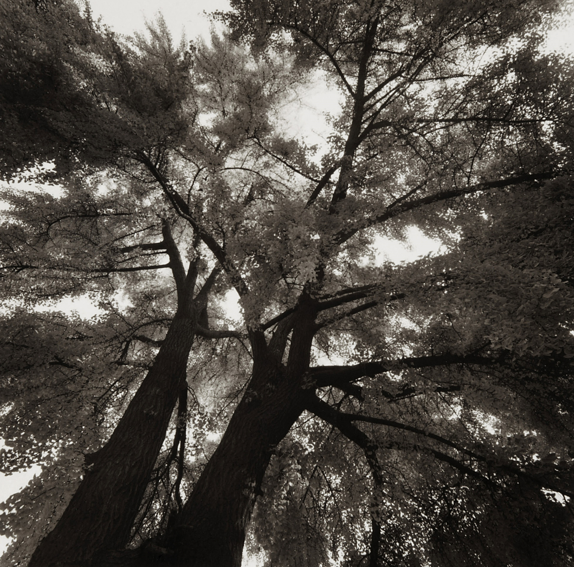 LST33 gelatin silver print 45x45cm wooden framed