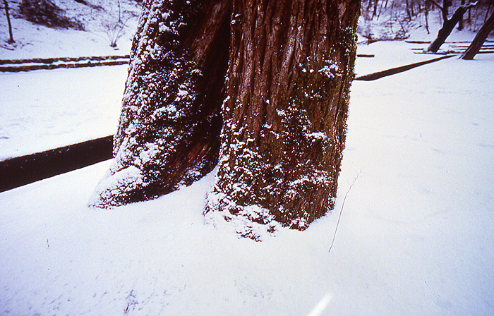 MMS 04cibacromprlnt 40x60cm