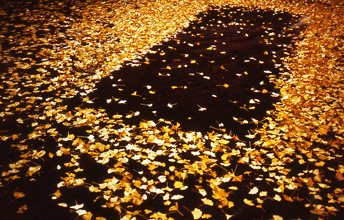 MMS 14cibacromprlnt 40x60cm