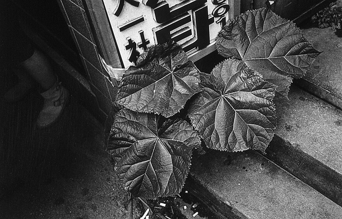 RAW33 gelatin silver print 20x30cm wooden framed