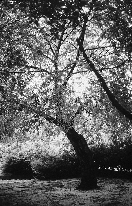 RAW35 gelatin silver print 30x20cm wooden framed