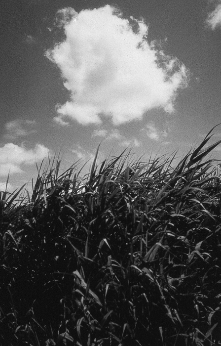 RAW38 gelatin silver print 30x20cm wooden framed