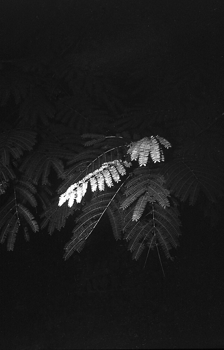 RAW41 gelatin silver print 30x20cm wooden framed