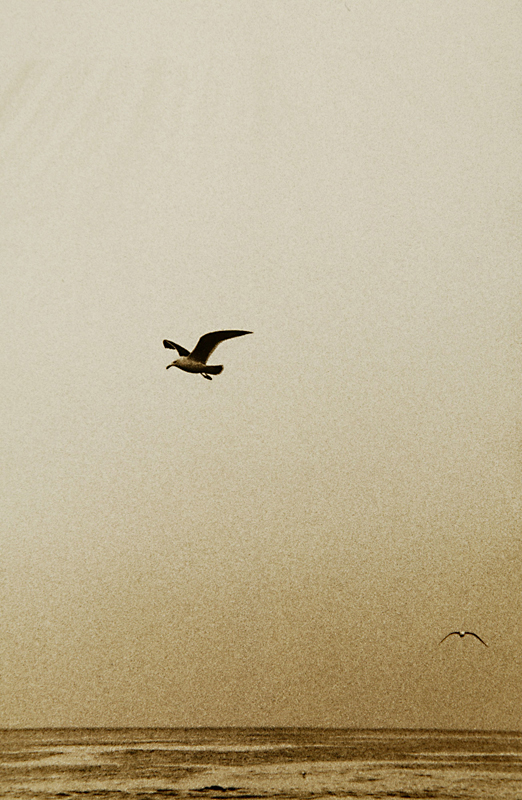 SMELL OF THE BLACK SEA  01 gelatin silver print 55x35cm wooden framed