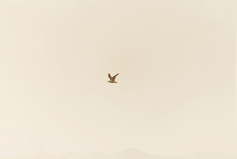 SMELL OF THE BLACK SEA  10 gelatin silver print 35x55cm wooden framed