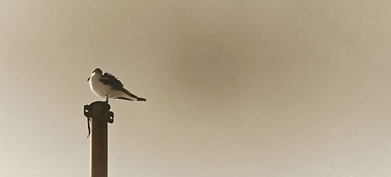 SMELL OF THE BLACK SEA  14 gelatin silver print 25x55cm wooden framed