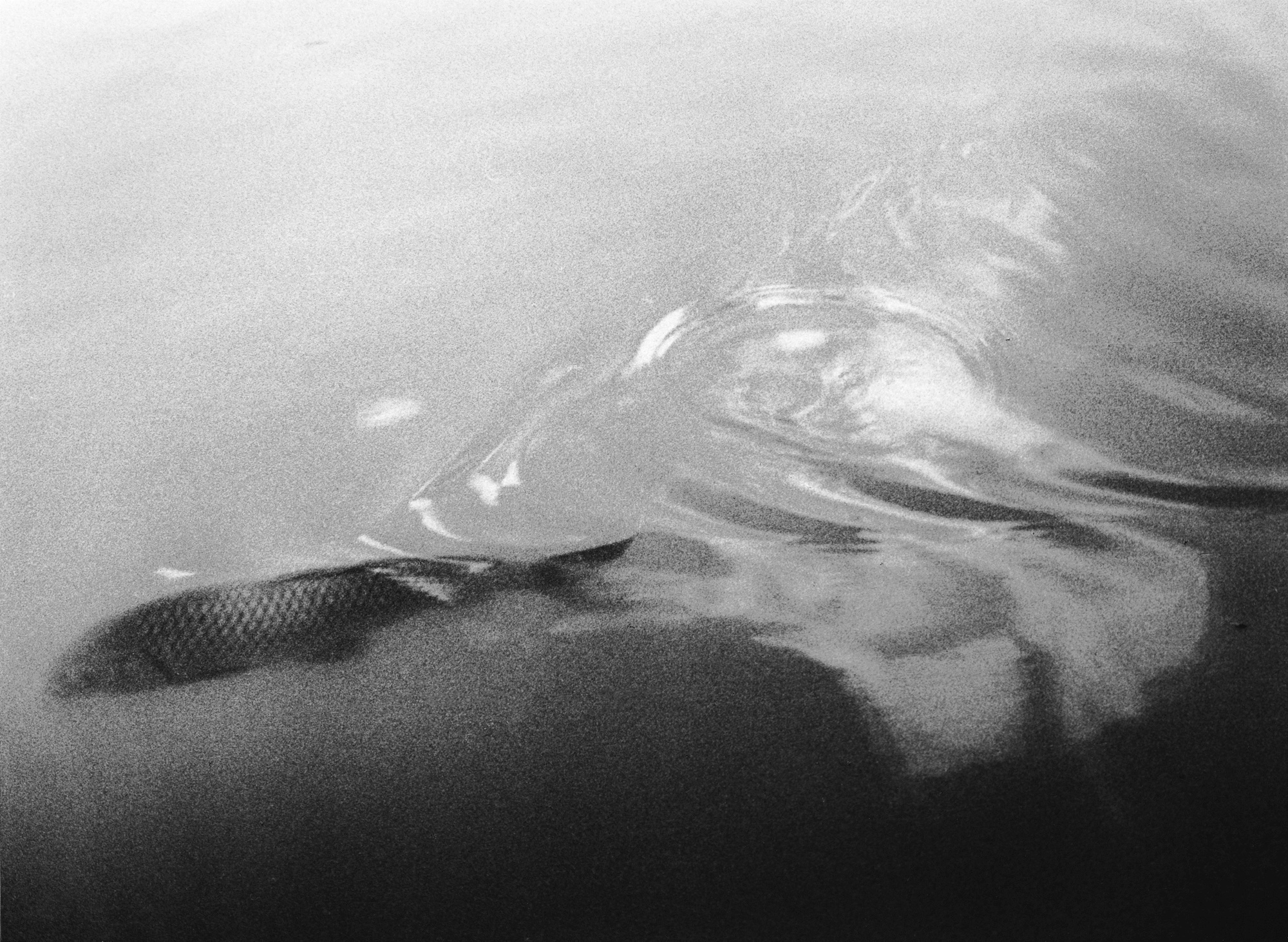 SW36 gelatin silver print 20x30cm wooden framed