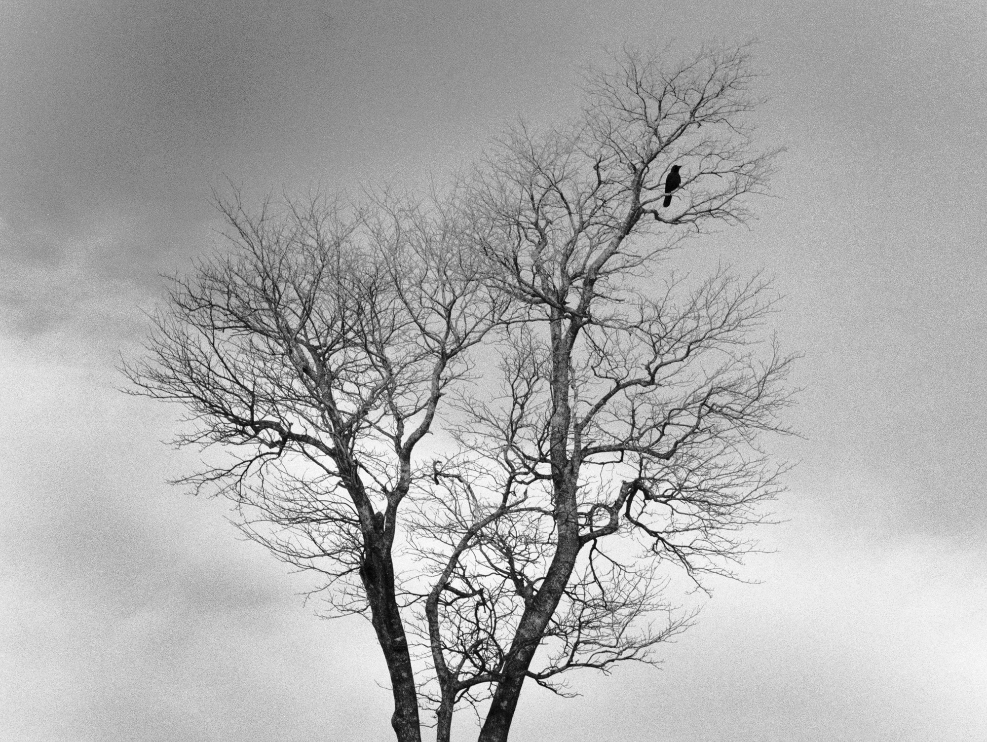 SW37 gelatin silver print 45x55cm wooden framed