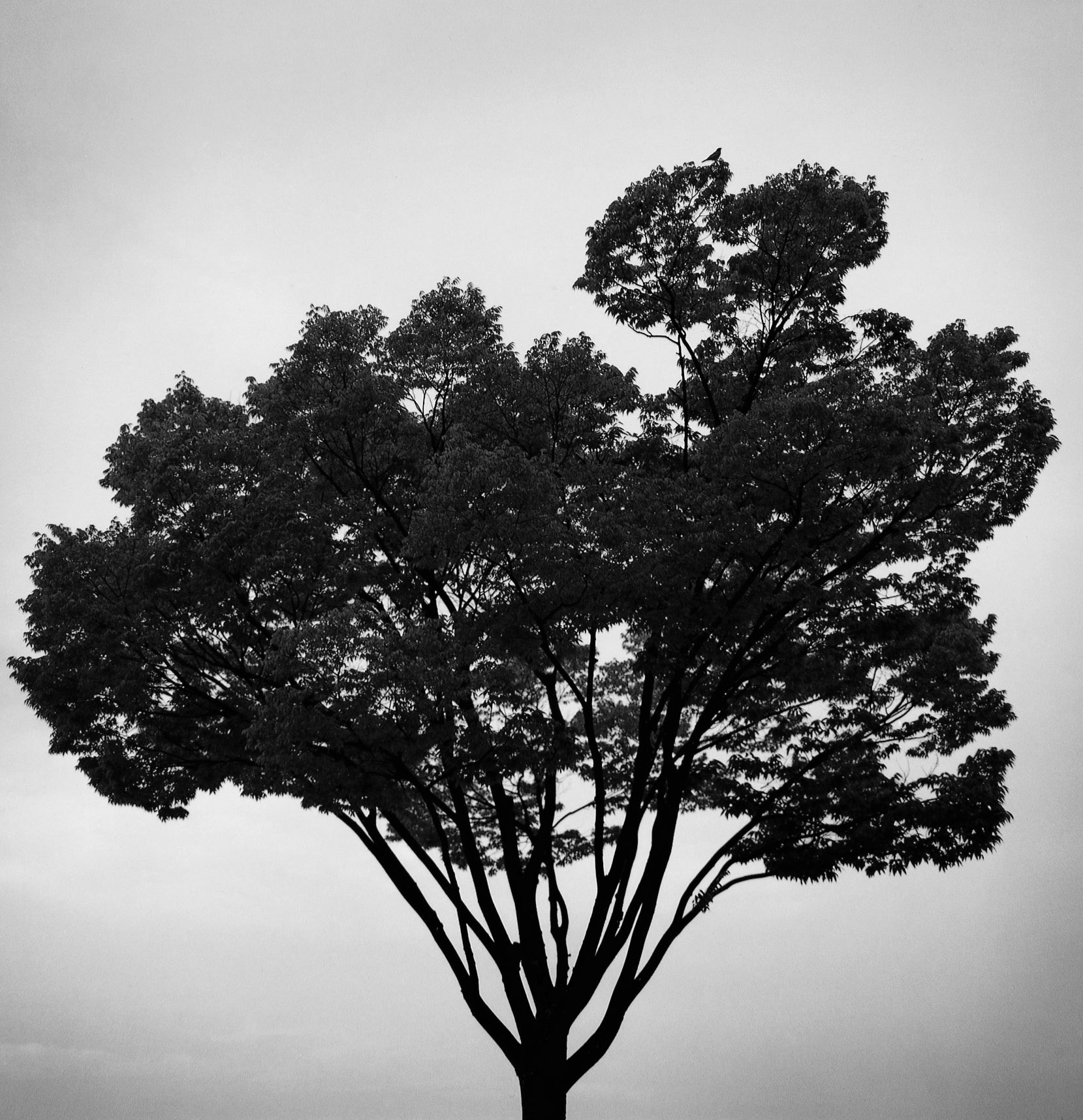 SW48 gelatin silver print 45x45cm wooden framed