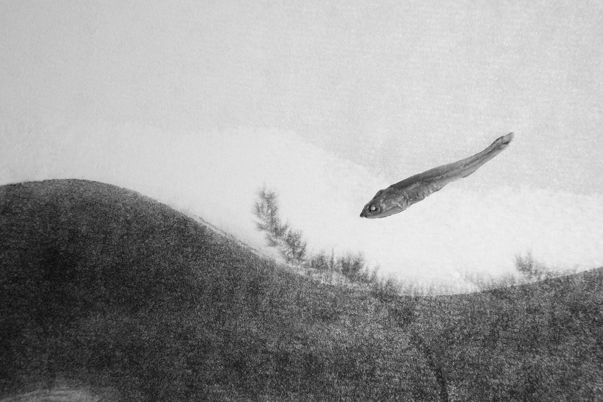 Sonata for anchovy #11_inkjet print on fineart paper_62x93cm _2010