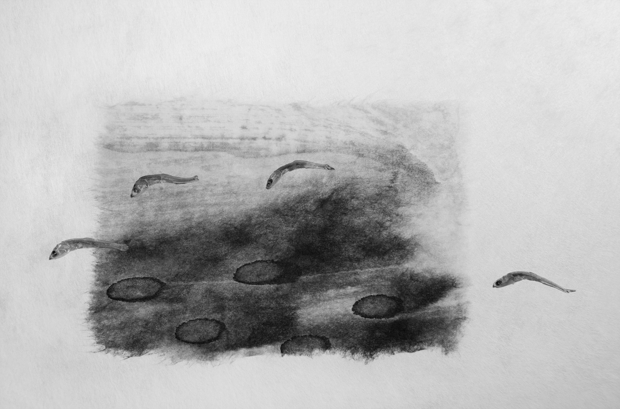 Sonata for anchovy #14_inkjet print on fineart paper_43x64.5cm _2010