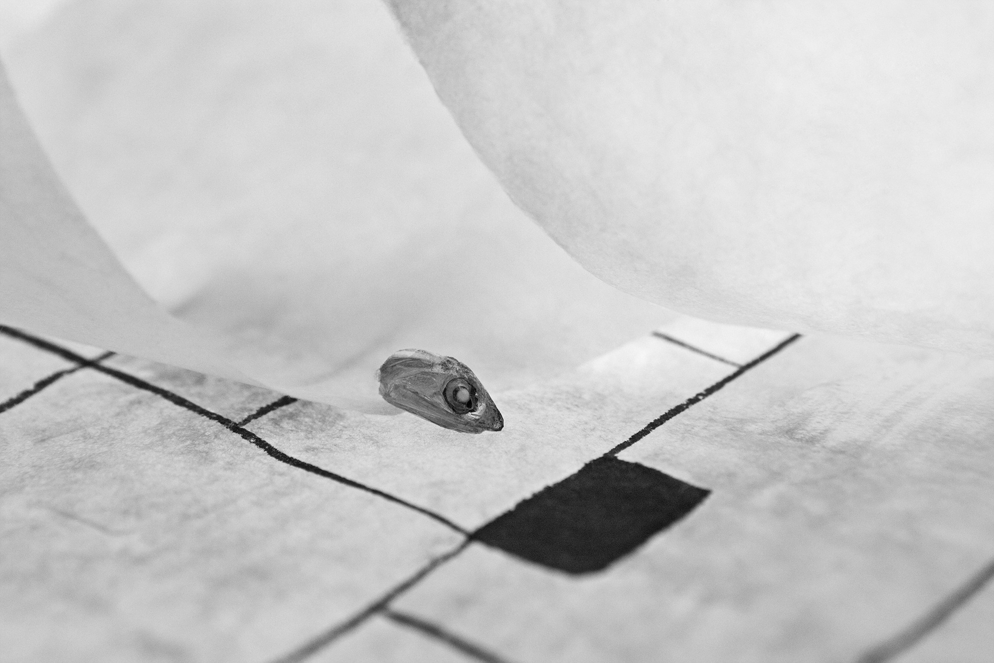 Sonata for anchovy #16_inkjet print on fineart paper_43x64.5cm _2010