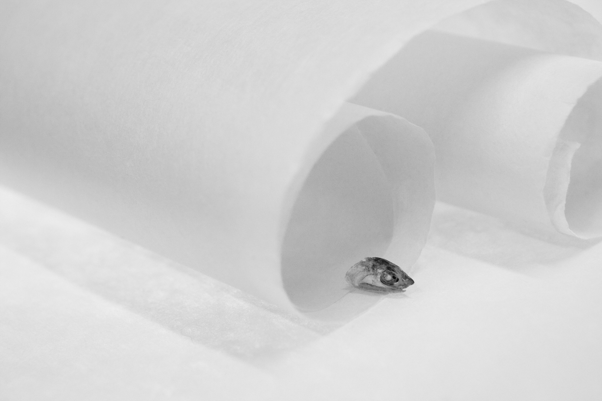 Sonata for anchovy #17_inkjet print on fineart paper_62x93cm _2010