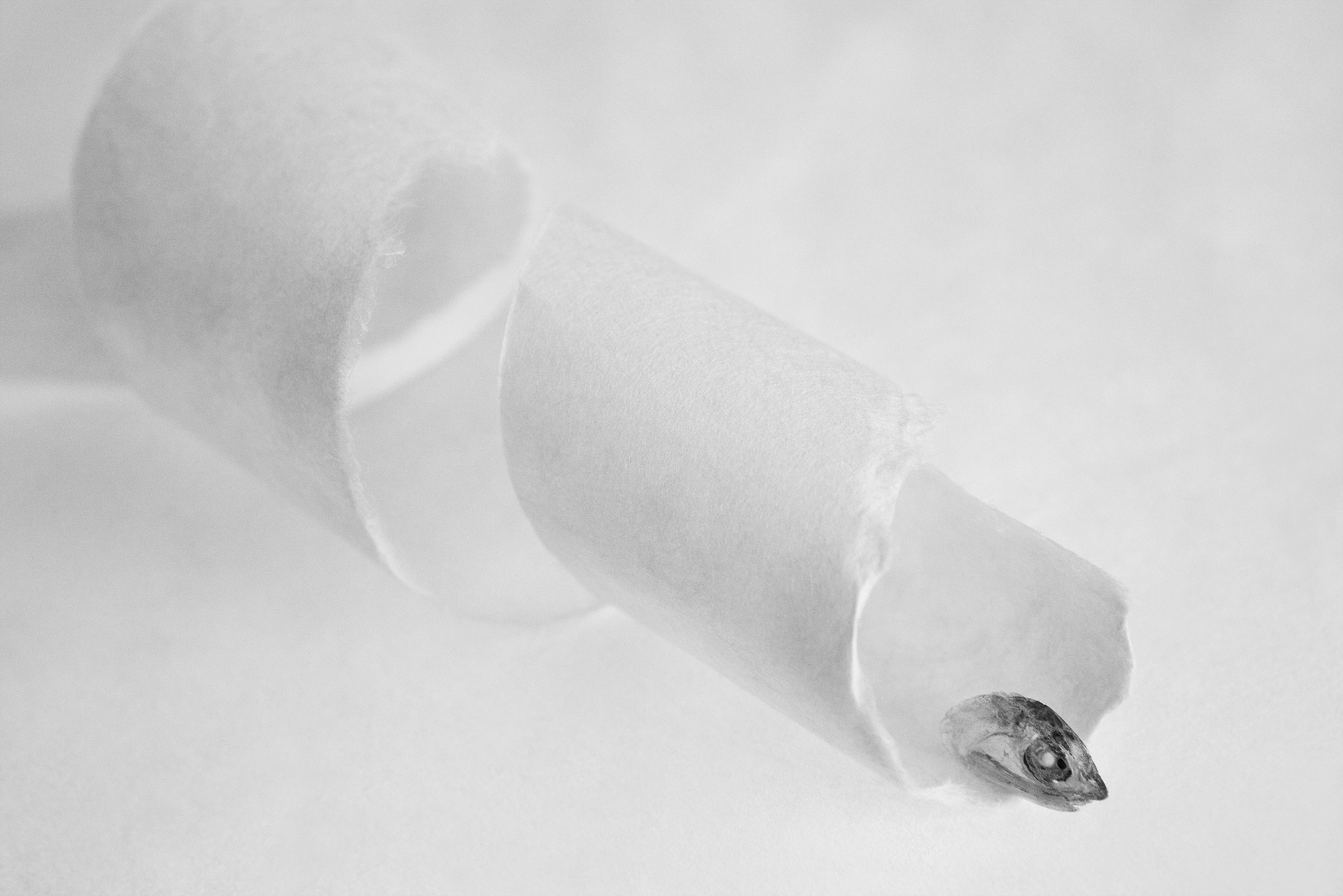 Sonata for anchovy #18_inkjet print on fineart paper_43x64.5cm _2010