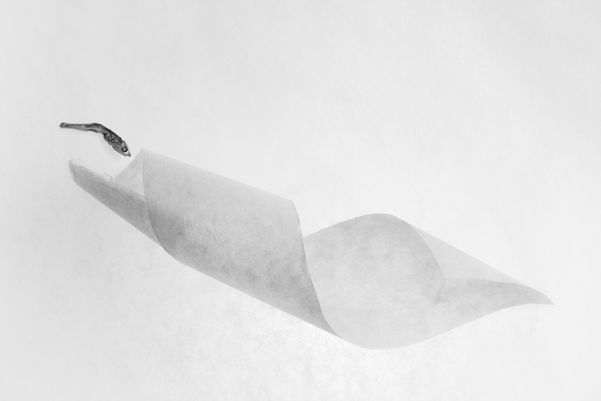 Sonata for anchovy #19_inkjet print on fineart paper_62x93cm _2010