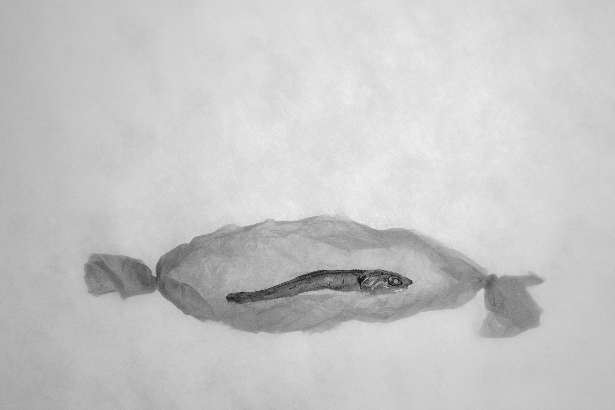 Sonata for anchovy #1_inkjet print on fineart paper_62x93cm _2010