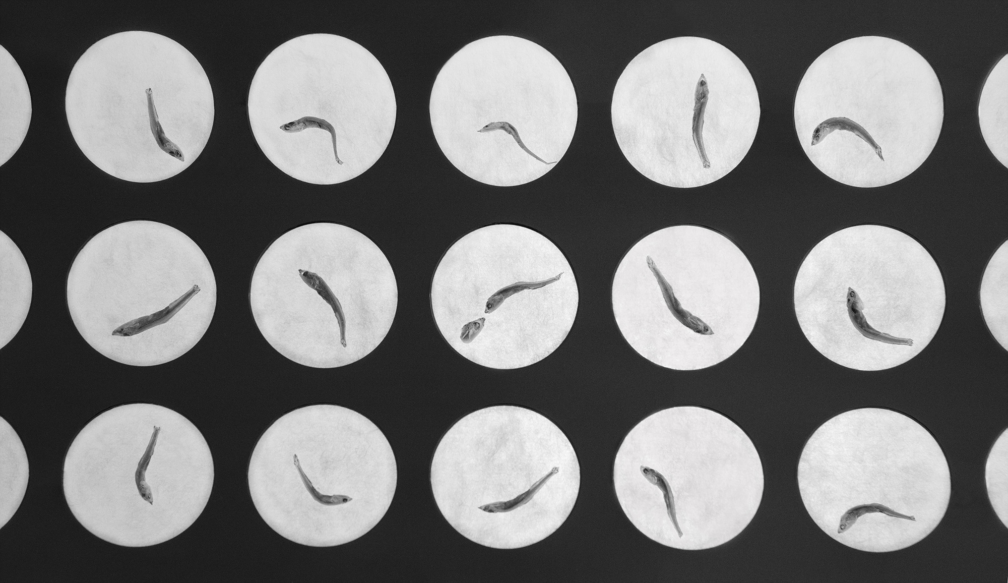 Sonata for anchovy #20_inkjet on fineart paper_86x150cm _2010