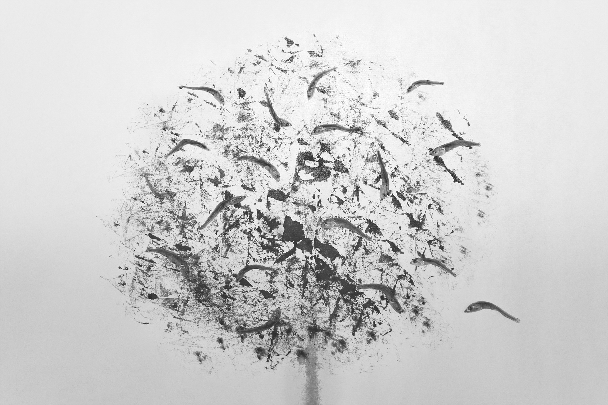 Sonata for anchovy #3_inkjet print on fineart paper_62x93cm _2010