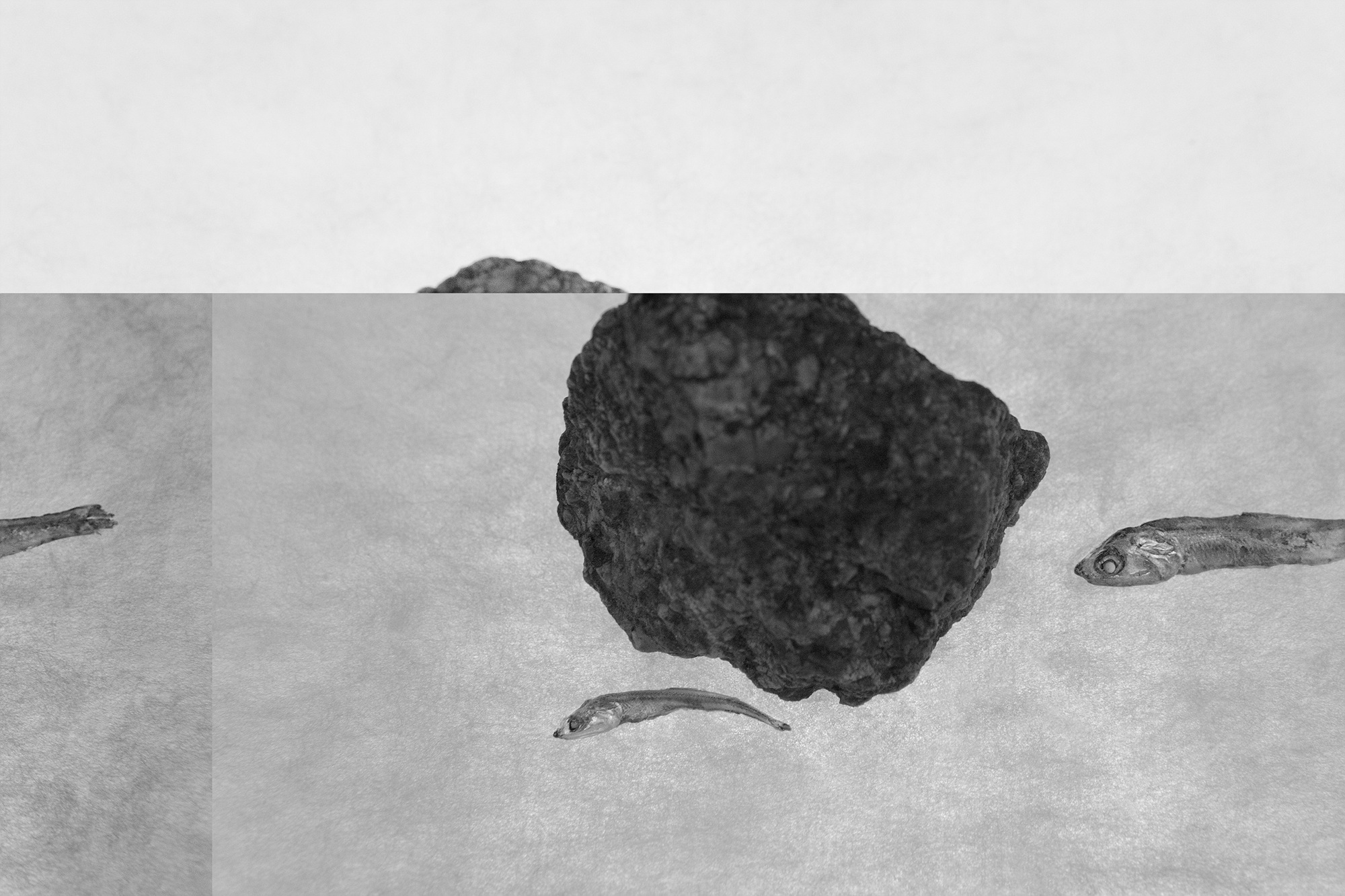 Sonata for anchovy #4_inkjet print on fineart paper_62x93cm _2010