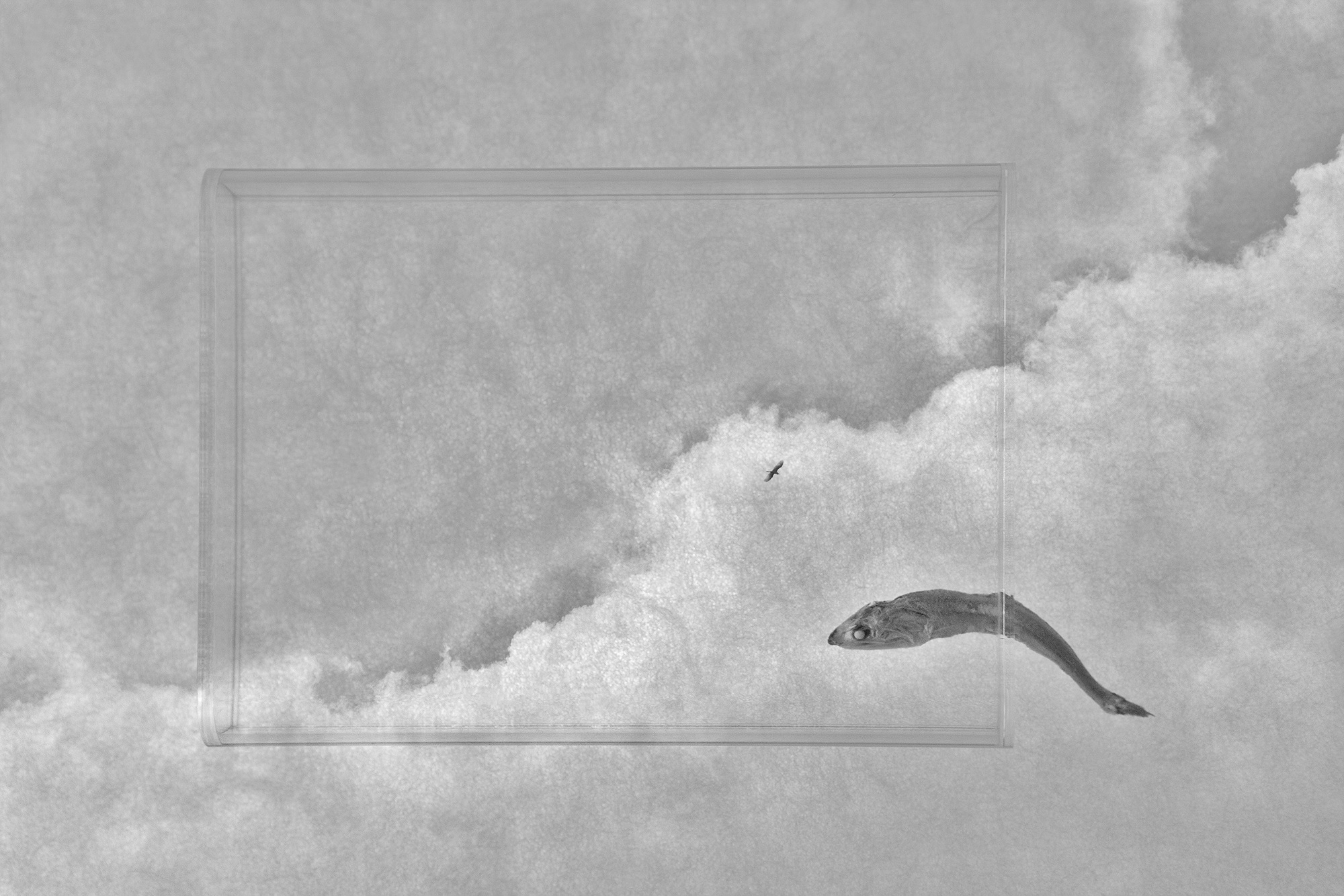 Sonata for anchovy #6_inkjet print on fineart paper_43x64.5cm _2010