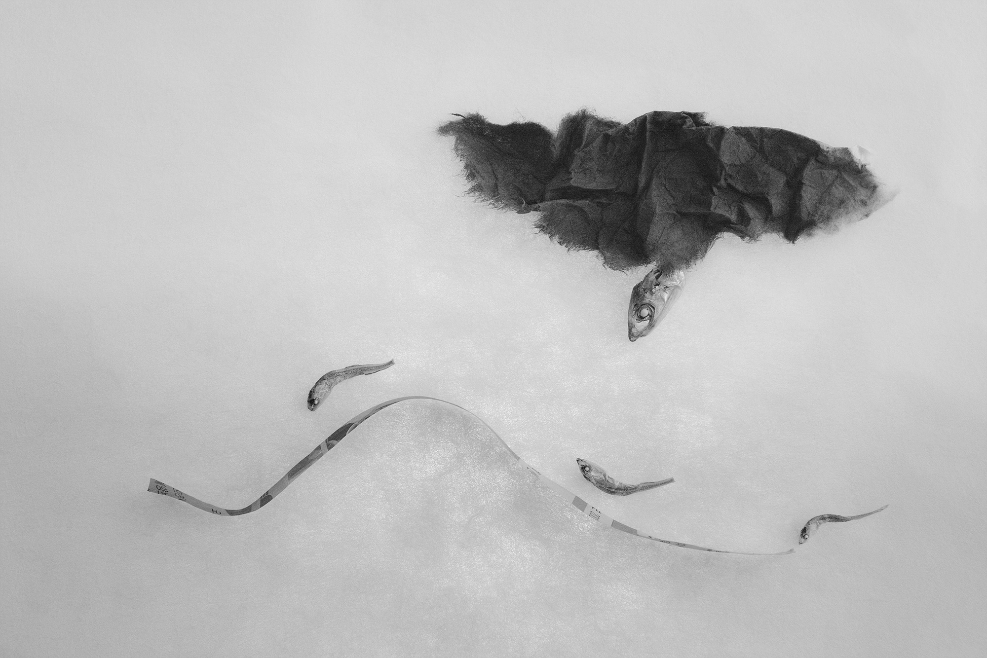 Sonata for anchovy #9_inkjet print on fineart paper_43x64.5cm _2010