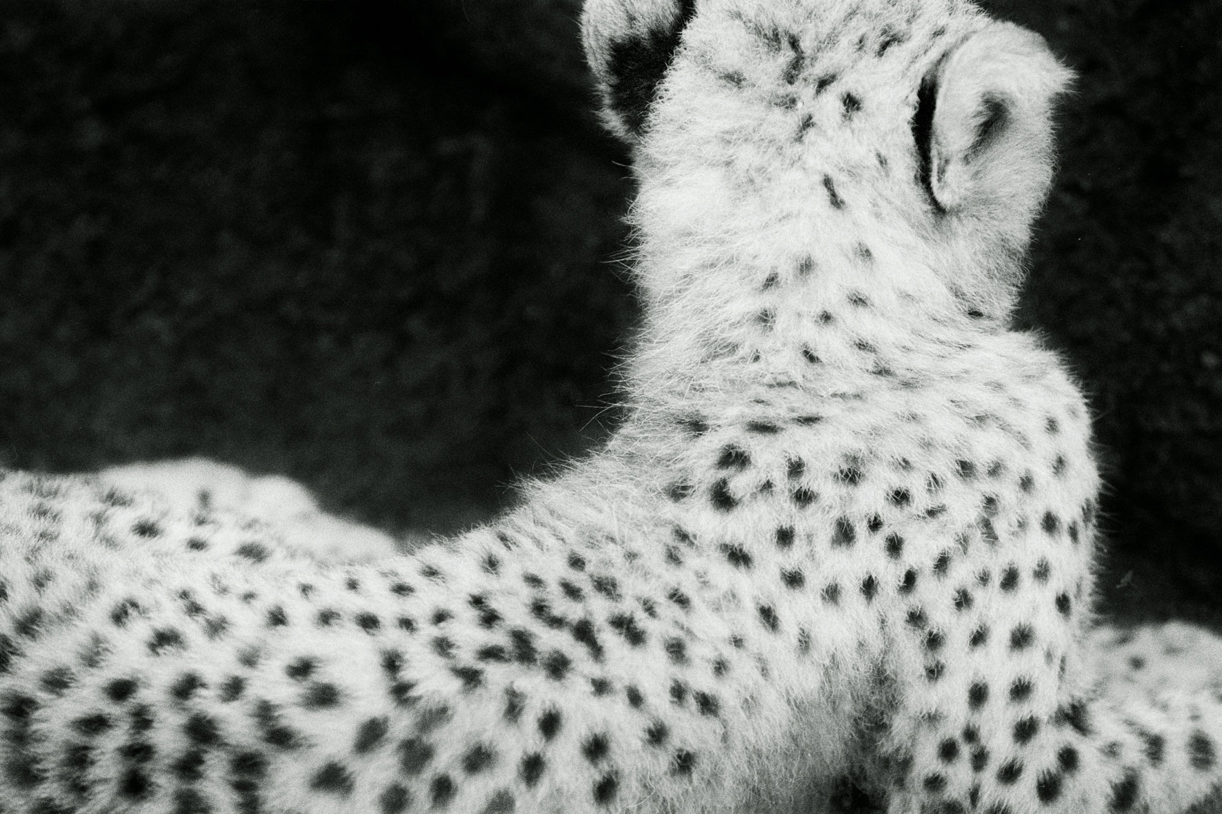 ZOOLOGY 01Acinonyx-jubatus  80x120cm  c-print mounted on plaxiglas wooden framed