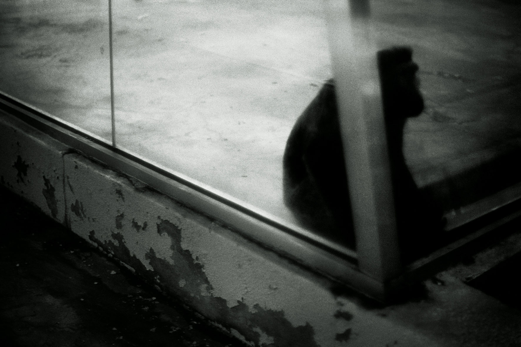 ZOOLOGY 02APE-Macaca-fuscata 80x120cm  c-print mounted on plaxiglas wooden framed