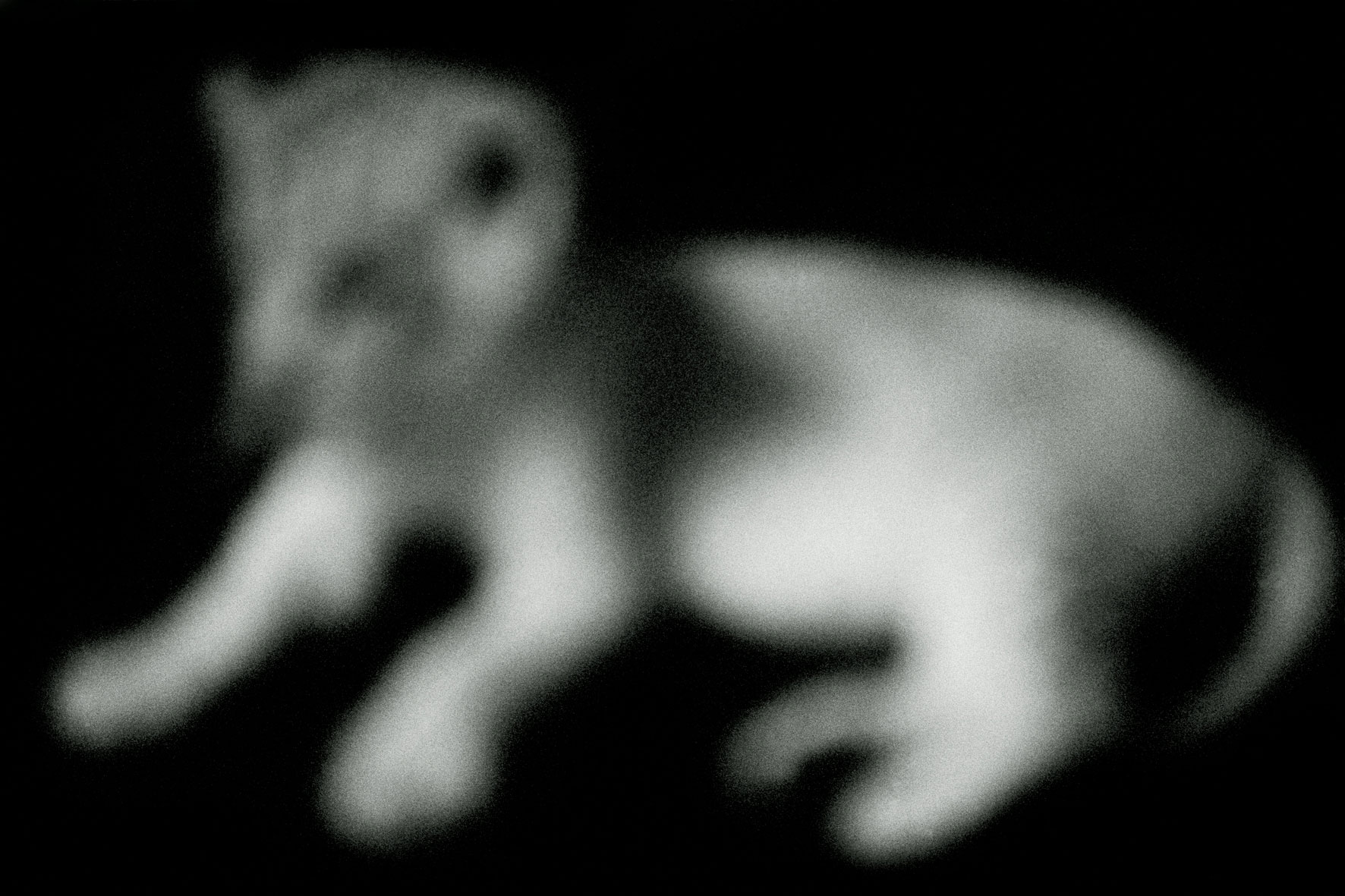 ZOOLOGY 03Panthera-leo-1-80x120cm  c-print mounted on plaxiglas wooden framed