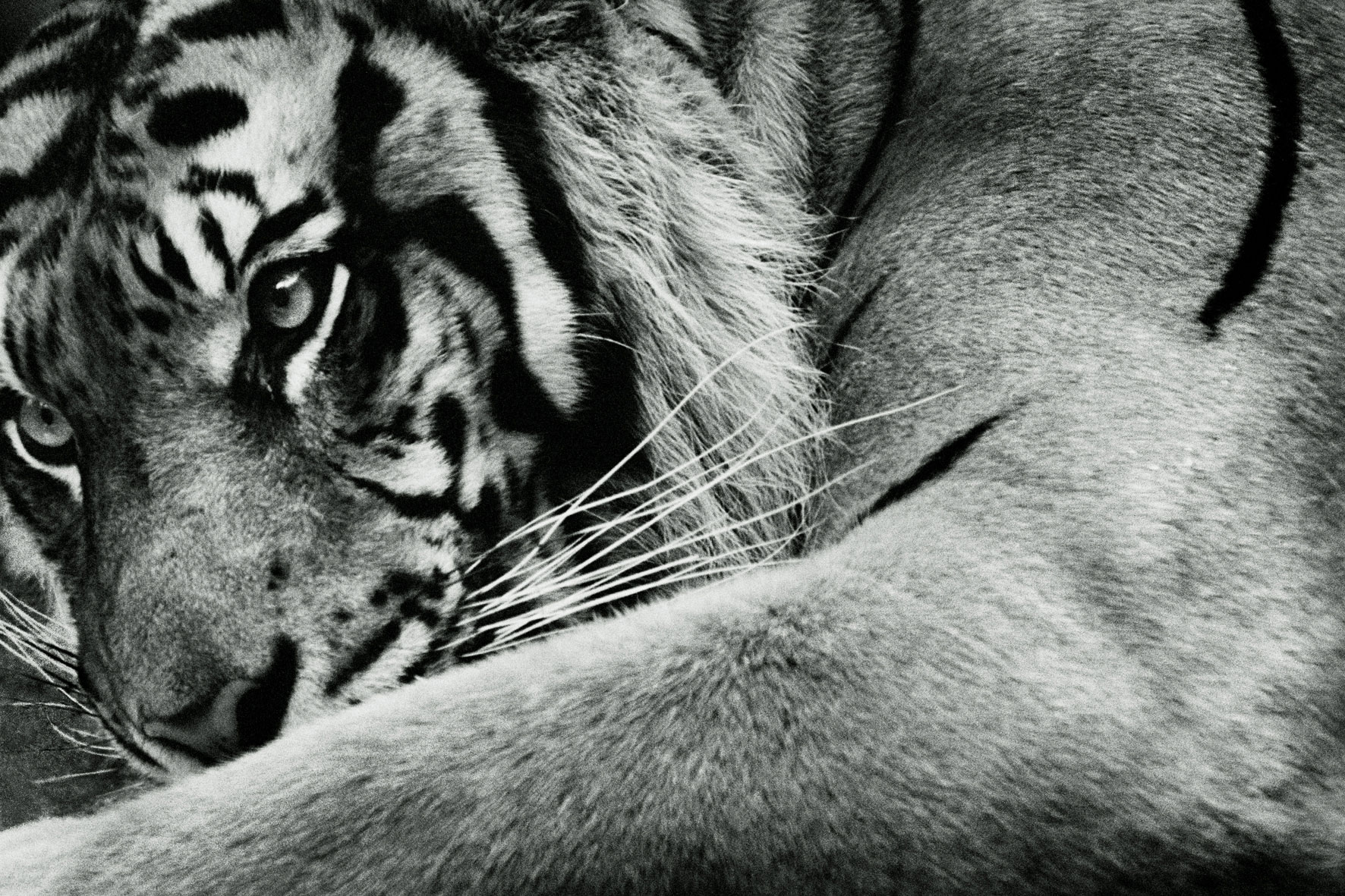 ZOOLOGY 04Panthera-tigris-altaica  180 x120cm   c-print mounted on plaxiglas wooden framed