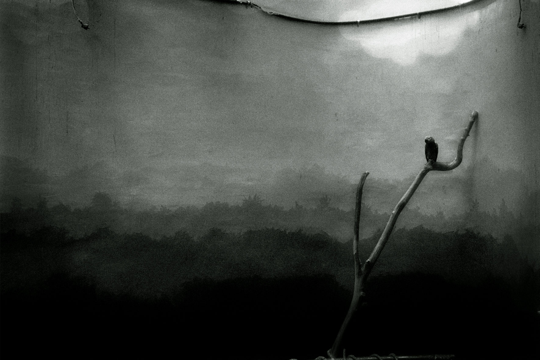 ZOOLOGY 05TRUE-SKY-Masked-lovebird  80 x120cm  c-print mounted on plaxiglas wooden framed