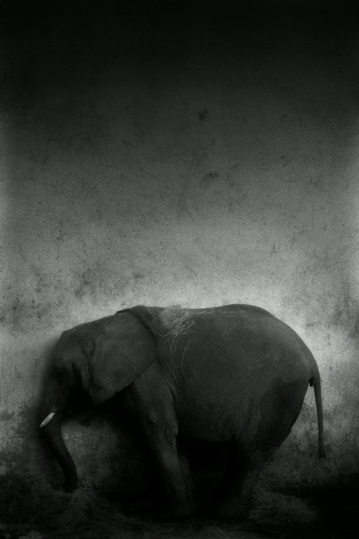 ZOOLOGY AN-ELEPHANT-Loxodonta 120x80cm  c-print mounted on plaxiglas wooden framed-afric